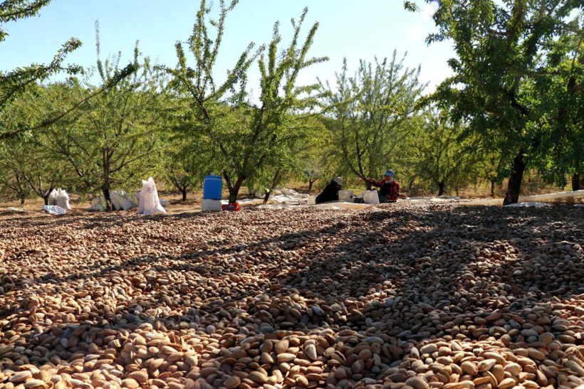 Elazığ'da hasadı başladı. 400 ton rekolte bekleniyor - Fotoğraf: 2